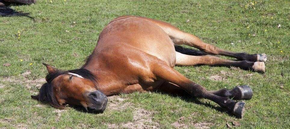 Idoso morre após cair de cavalo que se assustou com trovão