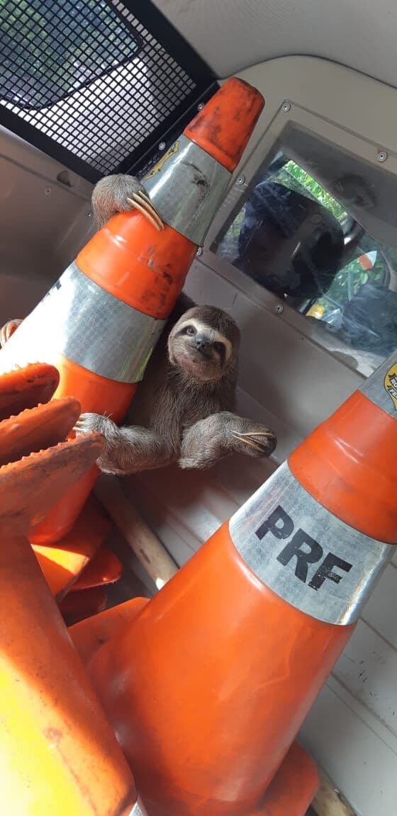 Bicho preguiça que tentava atravessar a BR-230 é resgatado na PB