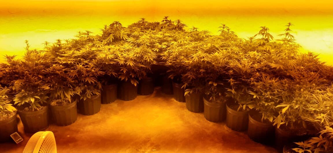 Polícia desarticula cultivo com mais de 200 pés de maconha em João Pessoa