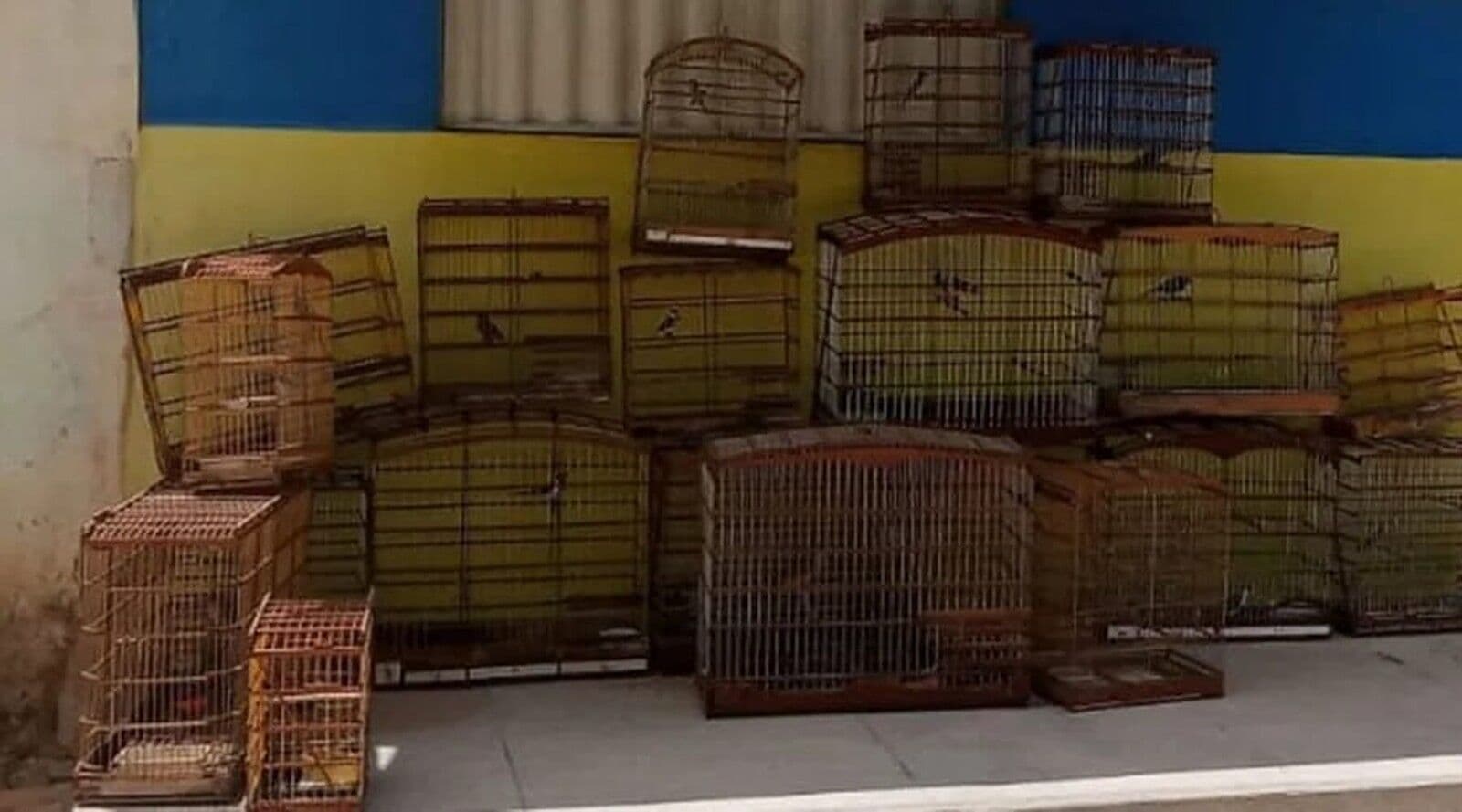 Polícia Militar resgata aves silvestres mantidas em cativeiro e suspeito é multado em R$ 10 mil no Sertão da Paraíba