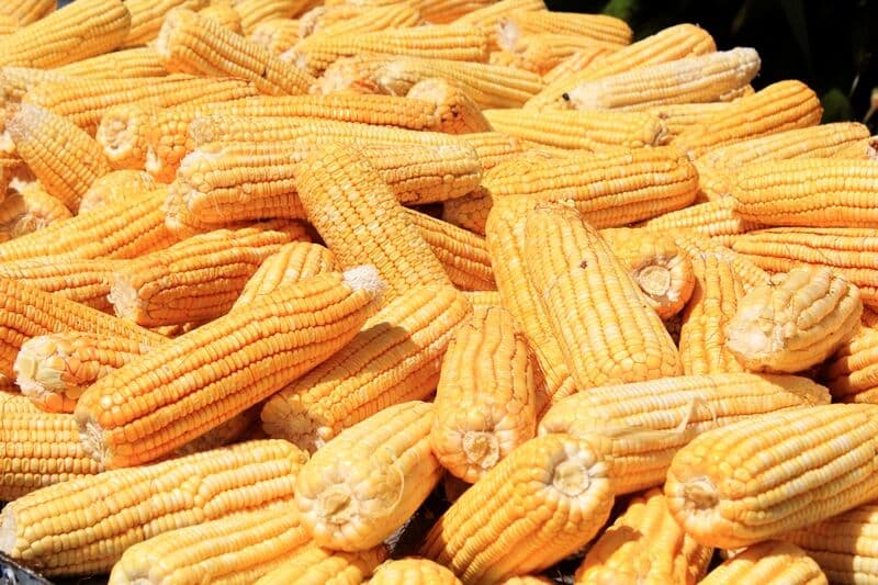 Feira do Milho da Empasa começa no próximo dia 20 e deve ter sistema drive-thru