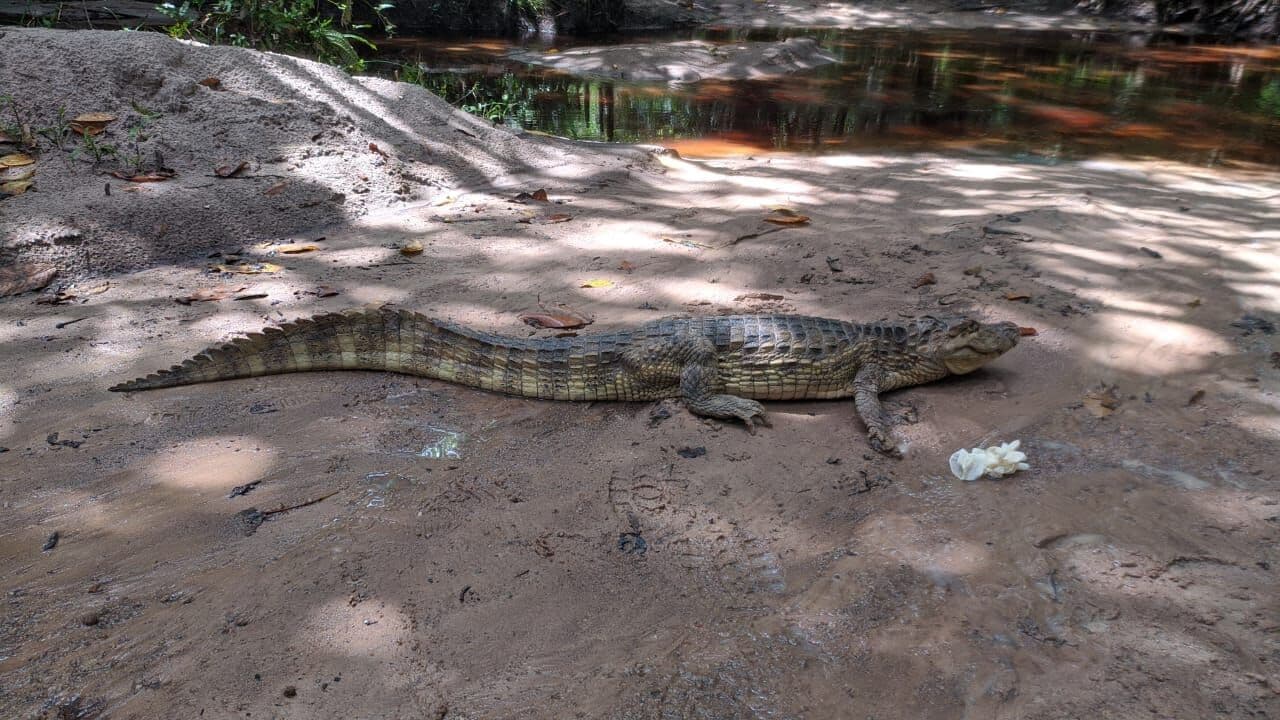 Polícia Ambiental resgata jacaré de quase dois metros próximo a uma residência em Pitimbu