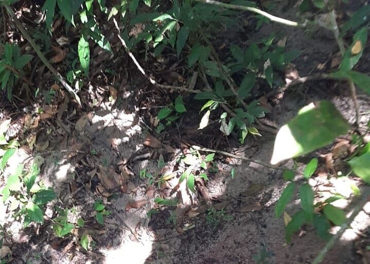 Corpo de jovem é encontrado com mãos amarradas e perfurações na cabeça em matagal em João Pessoa
