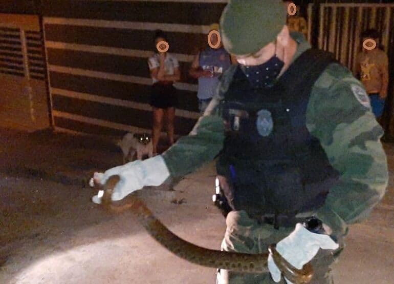 Polícia Ambiental resgata em julho de 2020 mais do que o dobro de serpentes encontradas no ano passado na Paraíba