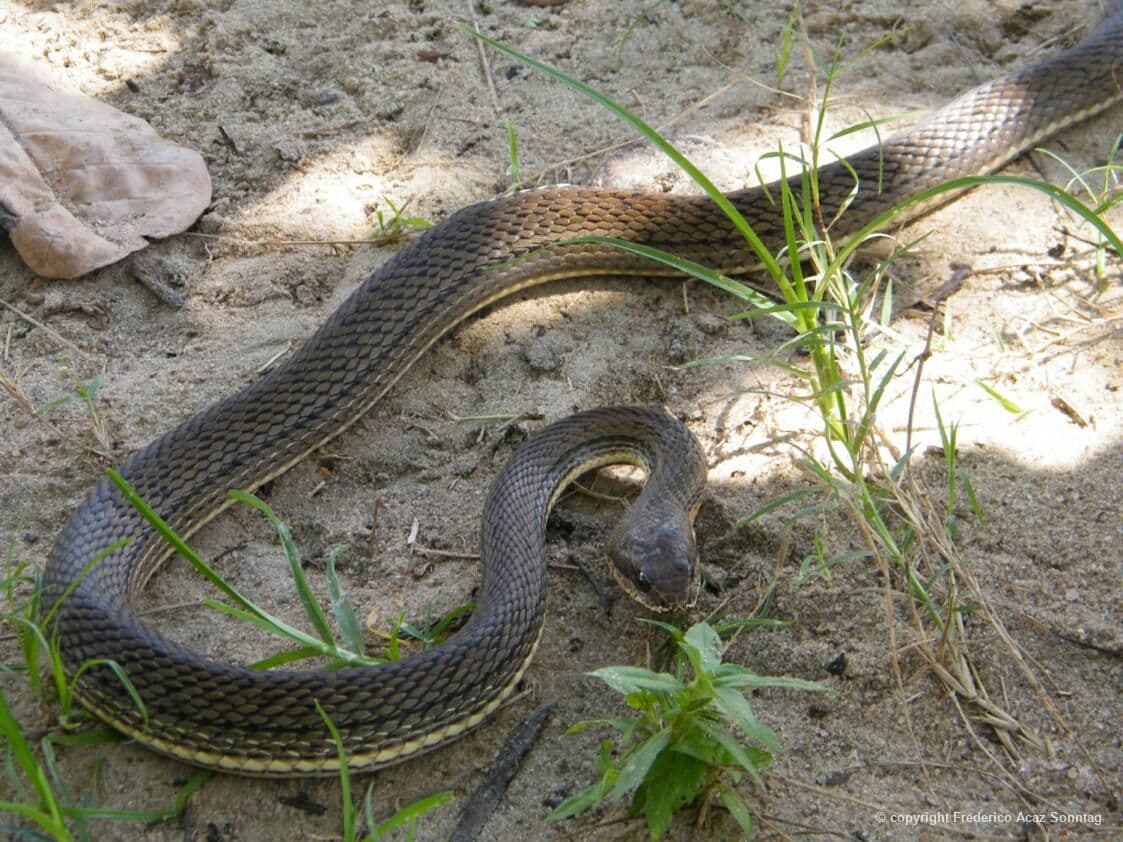 Polícia Ambiental resgata seis cobras de cinco espécies diferentes no Litoral paraibano em apenas um dia