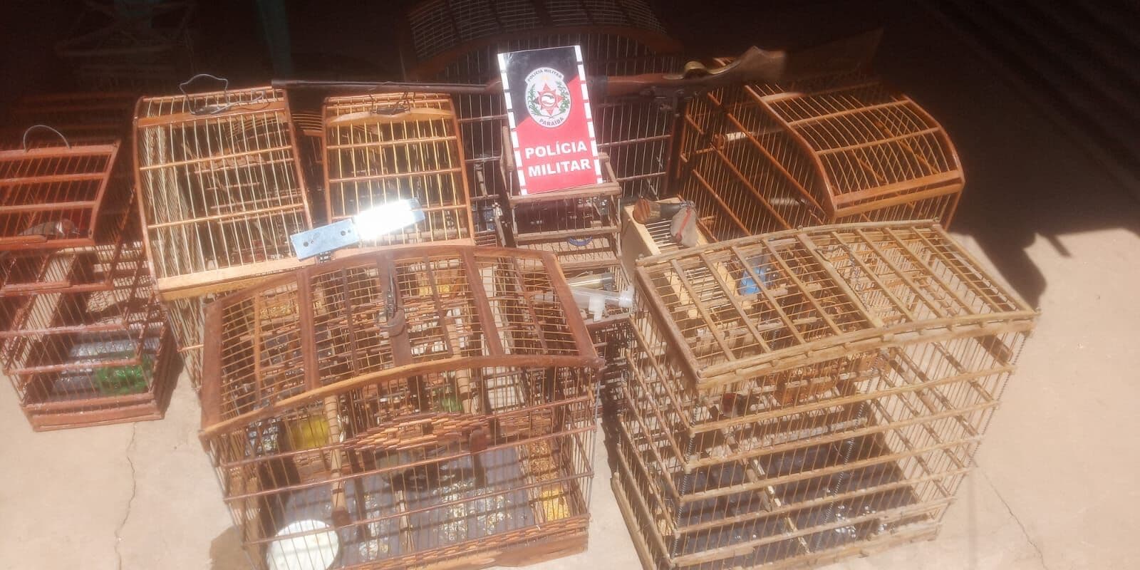 Polícia Ambiental prende dupla e resgata nove aves silvestres mantidas em cativeiro em Piancó