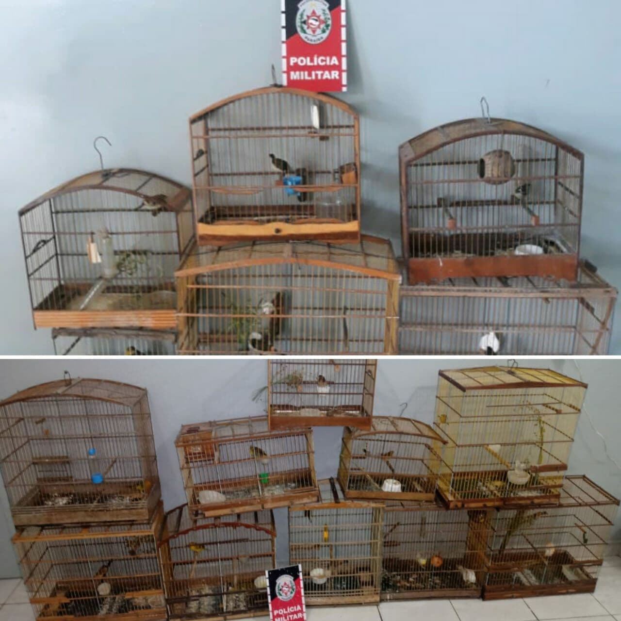 Polícia Militar prende dois suspeitos e apreende 16 aves silvestres em Santa Rita