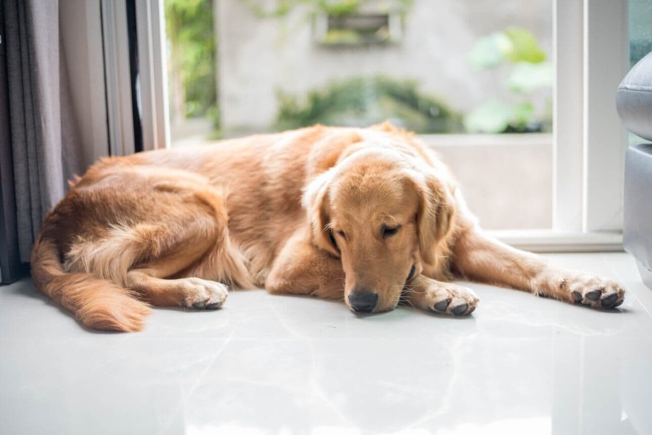 Vereadores aprovam lei que proíbe cachorro de latir; multa é de R$ 23 mil