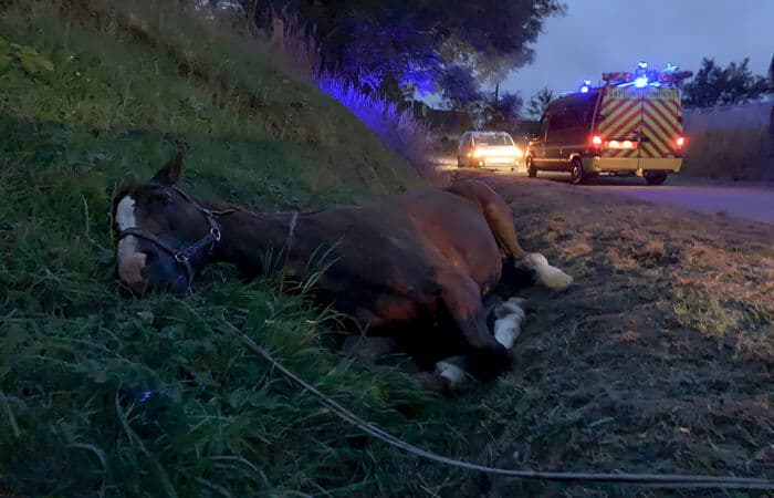 Misteriosas mutilações em mais de 150 cavalos assustam a França