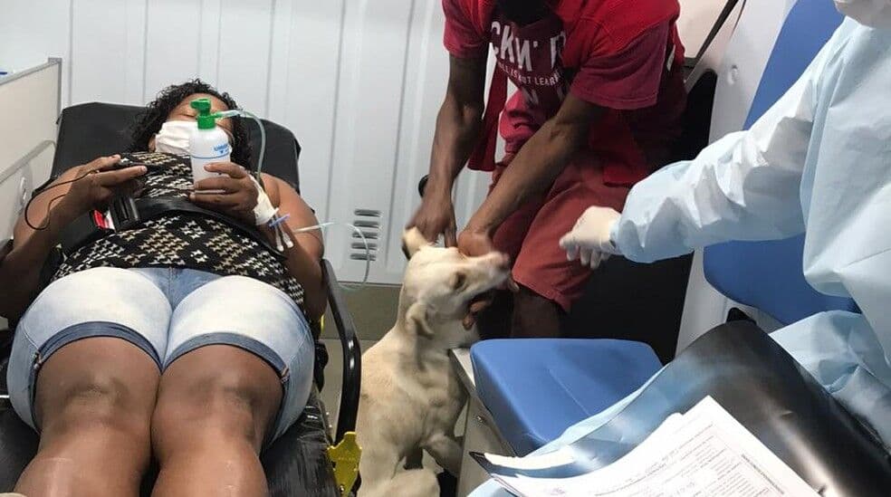 Cachorro entra em ambulância e acompanha transferência de dona internada com Covid-19