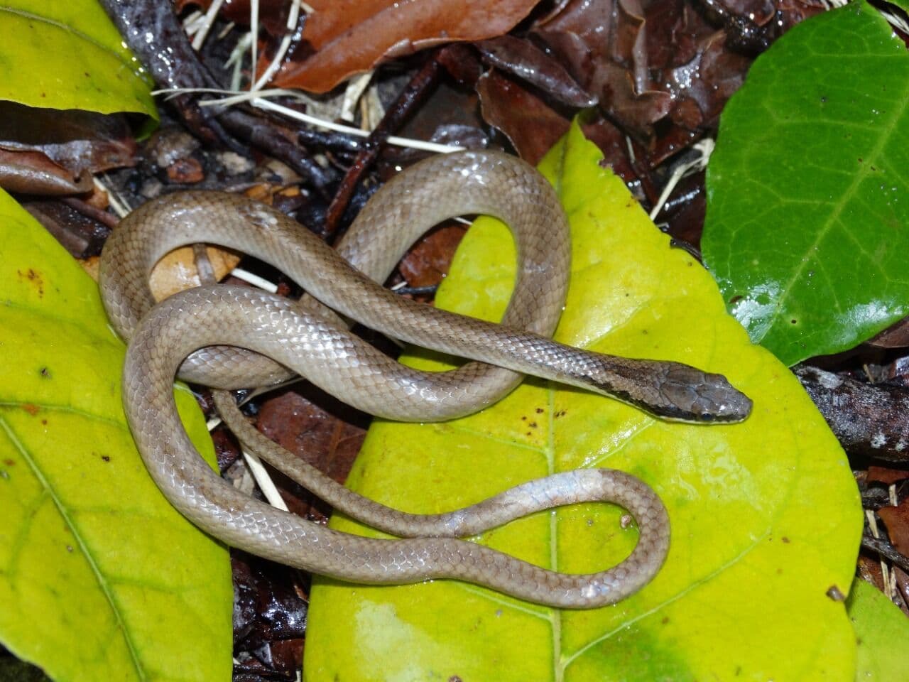 Pesquisadores da UFPB descobrem nova espécie de serpente da Mata Atlântica