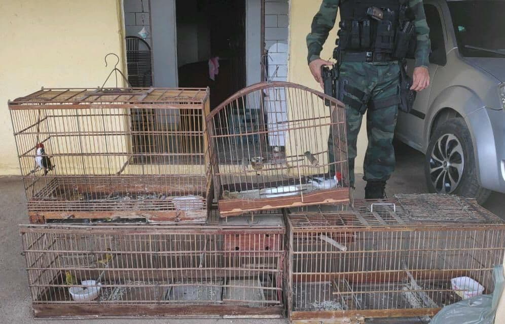 Polícia apreende três armas de fogo, cinco aves silvestres e sete preás em Guarabira