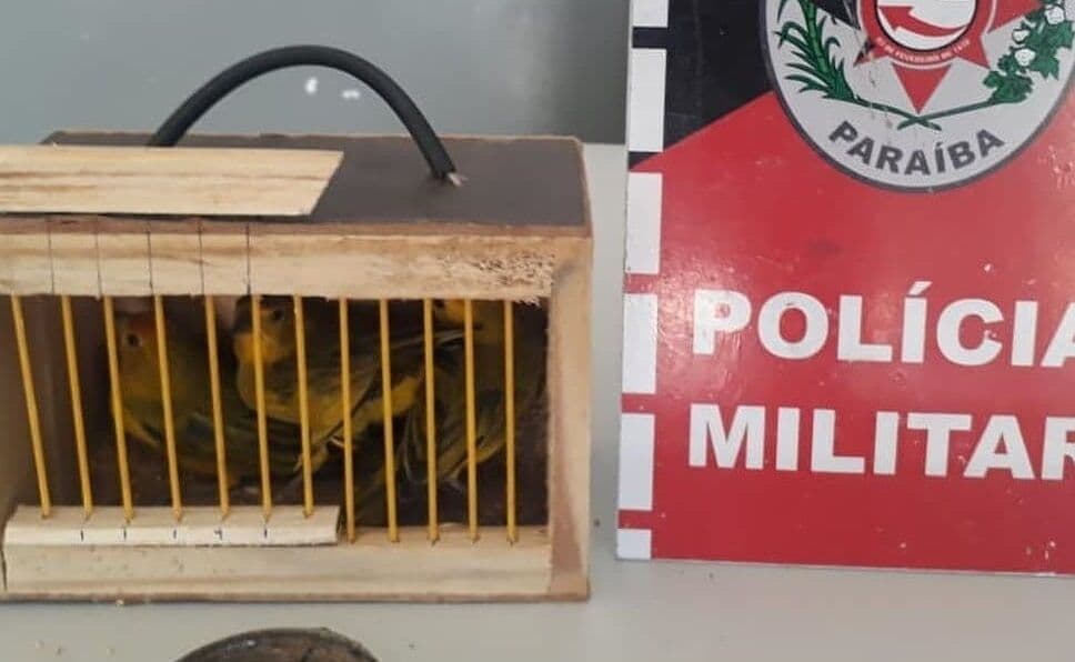 Polícia apreende 63 aves silvestres que estavam sendo vendidas de forma ilegal na feira central de Campina Grande