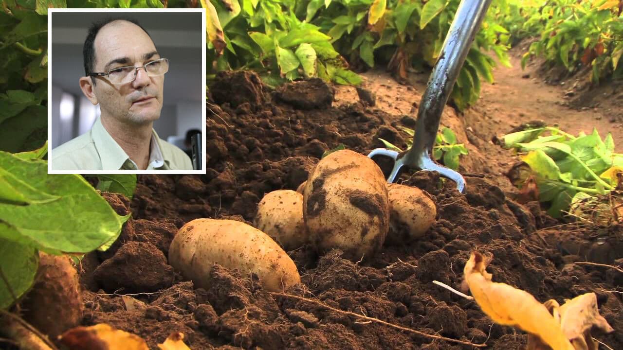 Ministra do STJ nega habeas corpus para Coriolano Coutinho vender batatas em Bananeiras
