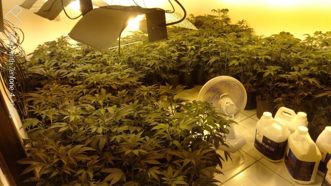 Polícia Civil prende duas pessoas e desmonta laboratório de cultivo de maconha no Conde