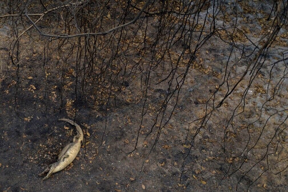 Com 2,5 mil focos de incêndio em 14 dias, Pantanal já tem segundo pior outubro da história