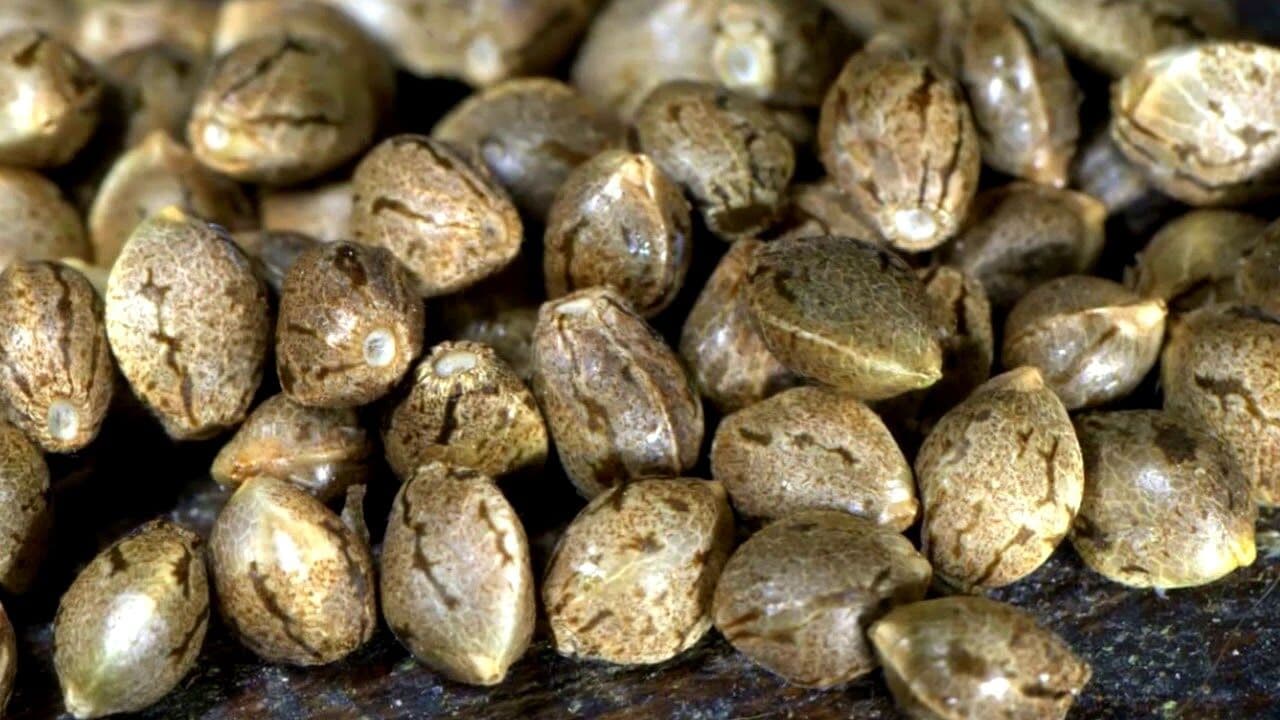 STJ decide que importar sementes de maconha em pequena quantidade não é crime