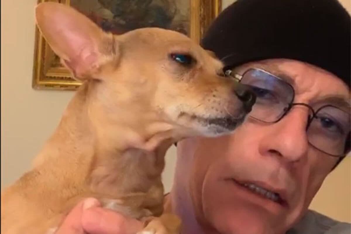 Van Damme faz campanha e salva chihuahua da morte após viagem com passaporte falso