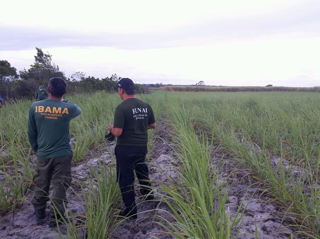 Ibama e Polícia Federal deflagram operação contra desmatamento de Mata Atlântica na Paraíba