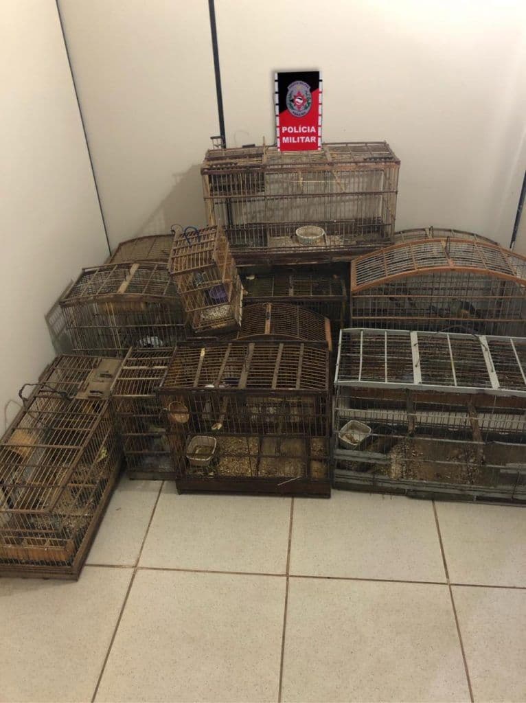 Polícia Ambiental apreende 18 aves silvestres na Paraíba