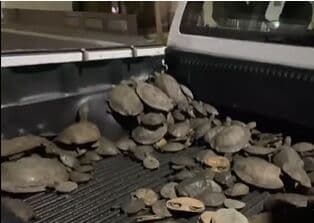 Centenas de cágados são resgatados em Santa Luzia após invasão a residências e ruas da cidade