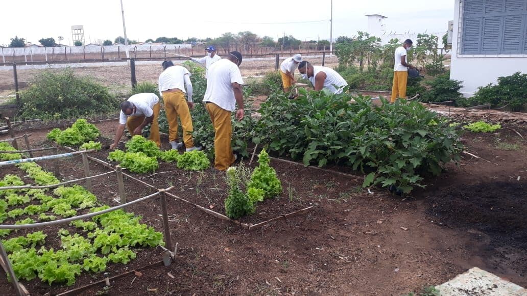 Com chegada de chuvas no Sertão paraibano, detentos trabalham em plantação para diminuir pena durante projeto de ressocialização