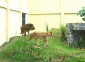 Parque da Bica, em João Pessoa, recebe novo leão Simba