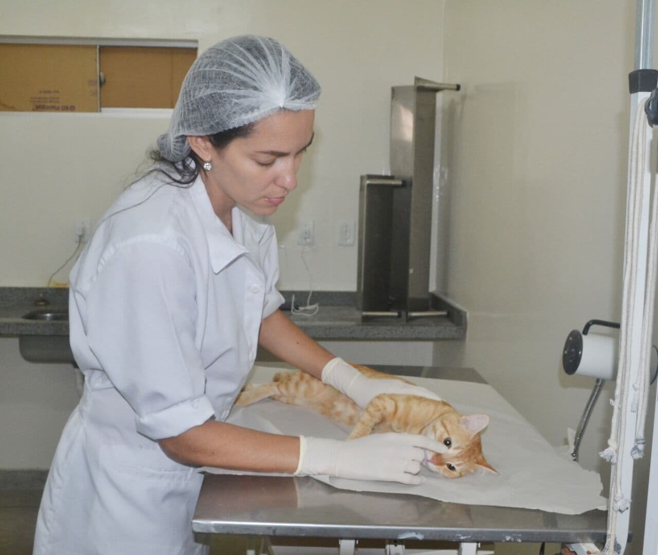 Centro de Zoonoses de João Pessoa abre agendamento para esterilização de cães e gatos com 336 vagas