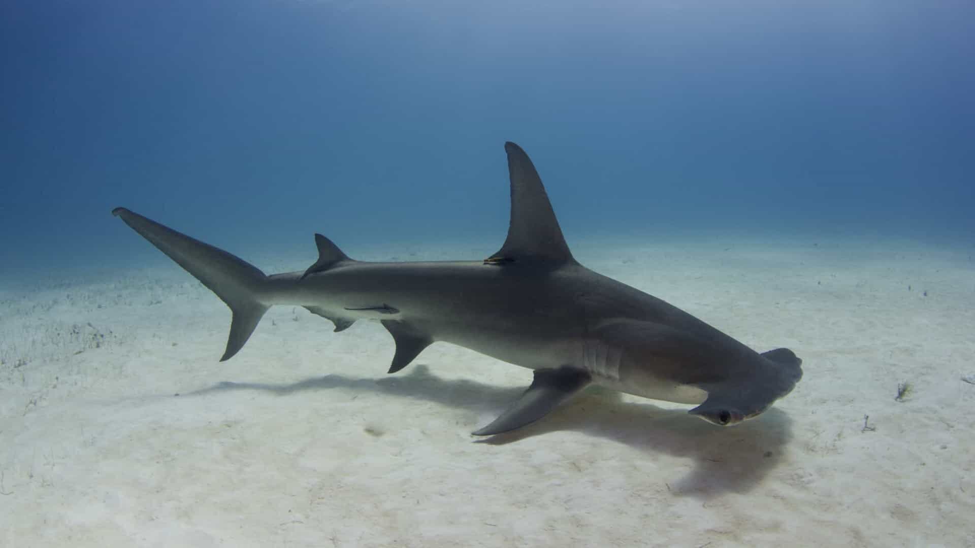 Espécie rara de tubarão-martelo é avistada no litoral da Paraíba