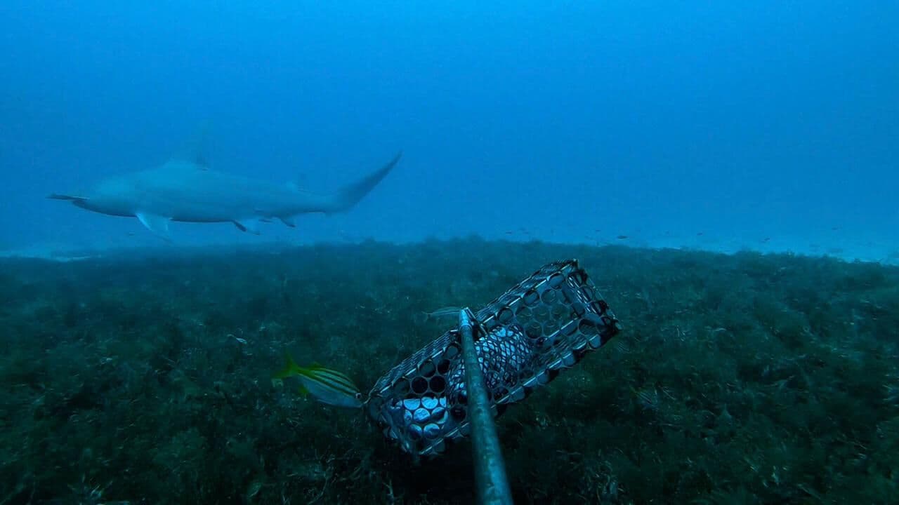 Registro de espécie em extinção de tubarão encontrado no mar de João Pessoa pode ajudar projetos de preservação marinha