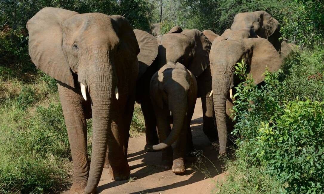 Caçador morre pisoteado por elefantes quando fugia de guardas em parque na África do Sul