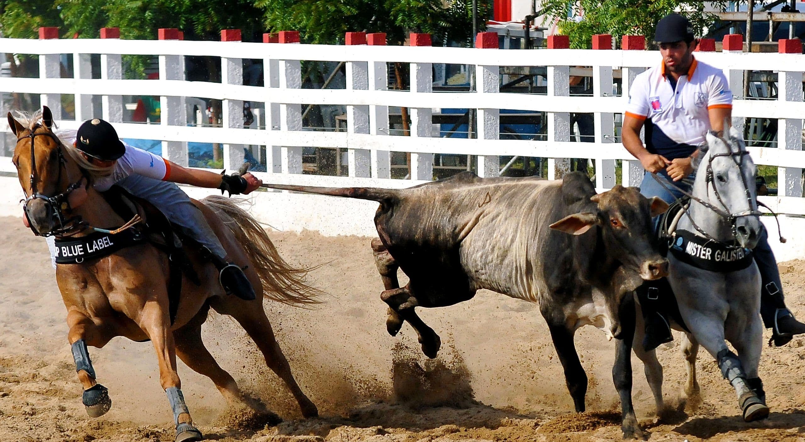 Juiz de Campina Grande libera vaquejada por entender que não há maus tratos