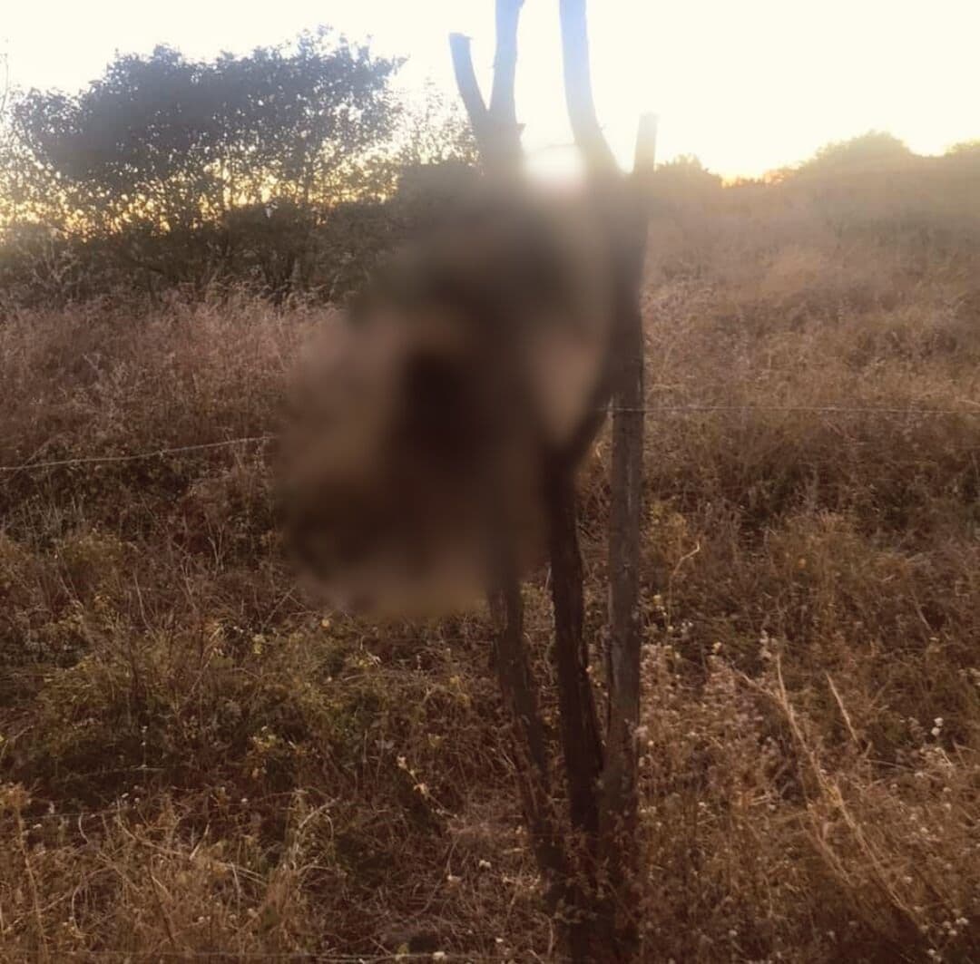 Dois gatos são mortos 'crucificados' no Sertão da Paraíba e polícia e entidades de proteção investigam violência animal