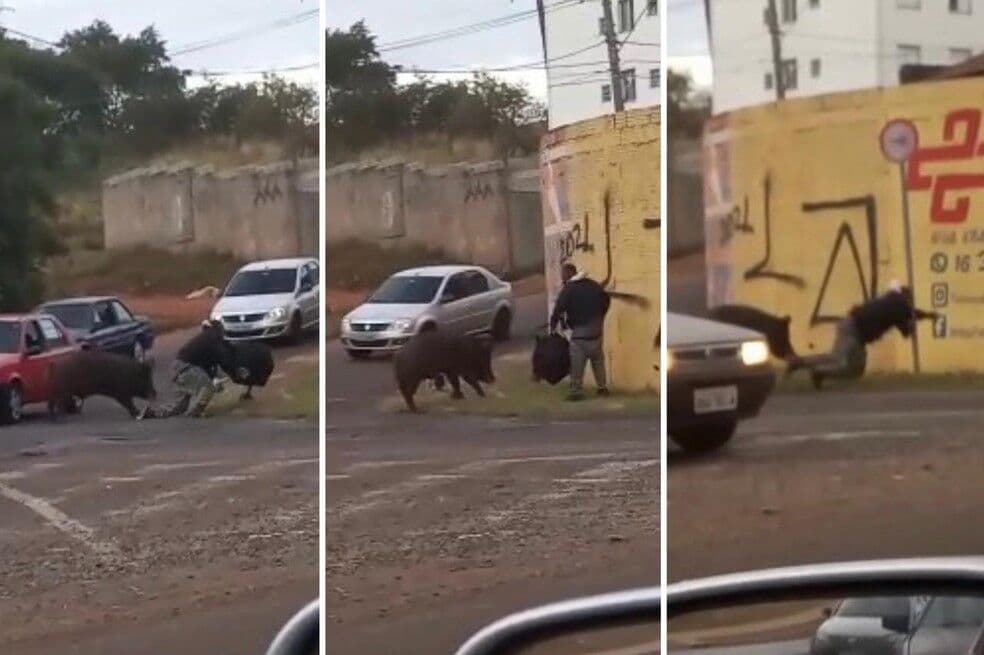 Porco ataca e morde motoqueiro em São Paulo