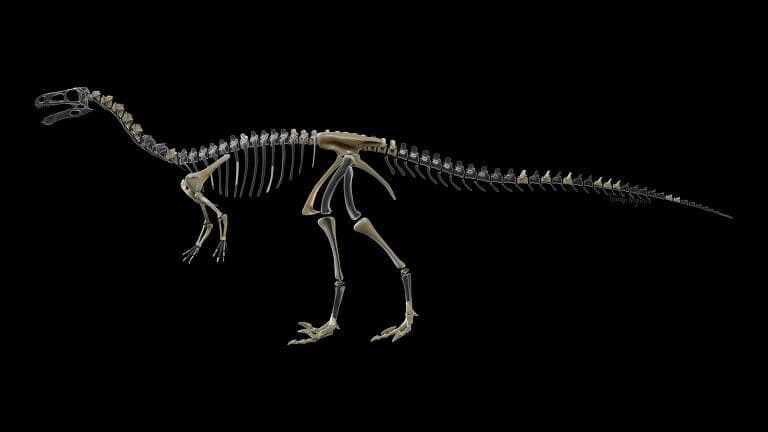 Cientistas descobrem novo dinossauro carnívoro brasileiro