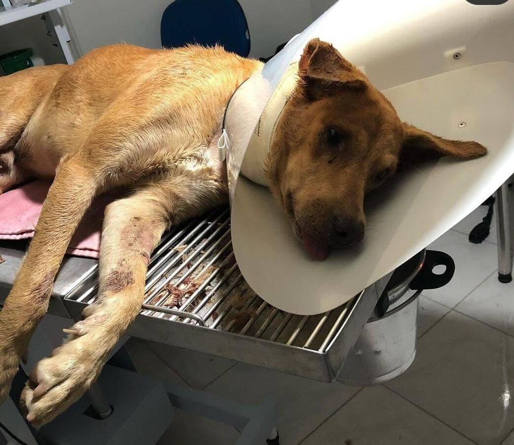 Cachorro é esfaqueado em Vista Serrana, na Paraíba, e protetores registram boletim de ocorrência