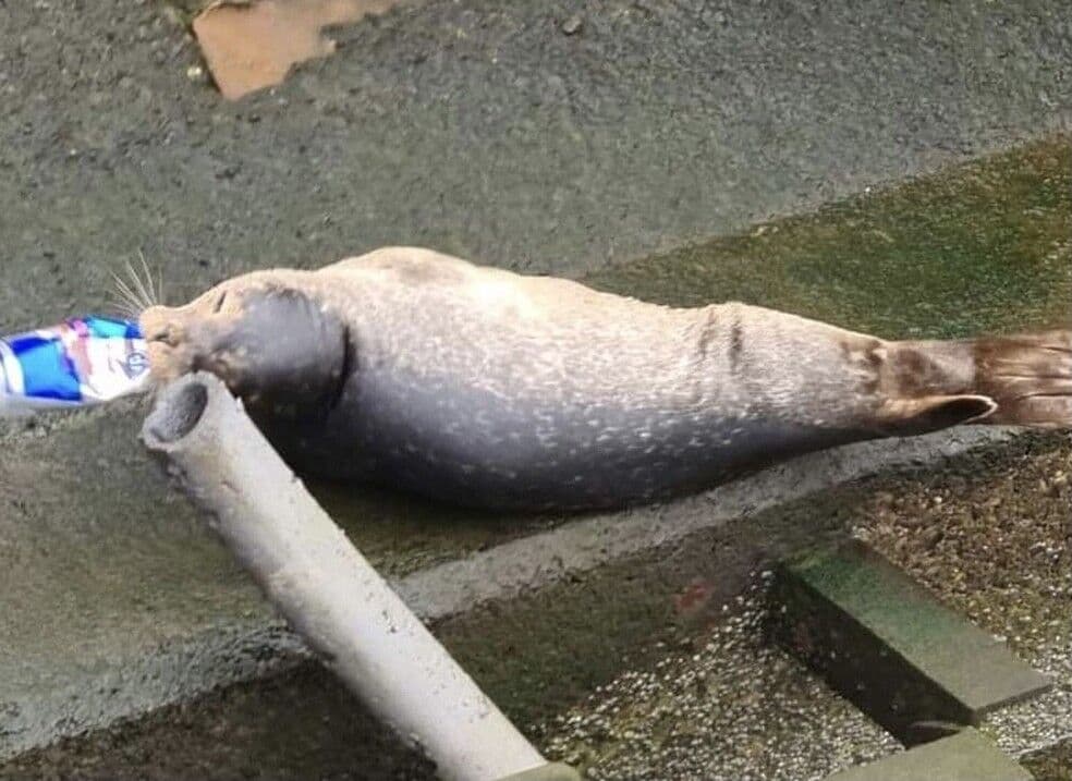 Foca é resgatada após nadar por duas semanas com lata presa na boca
