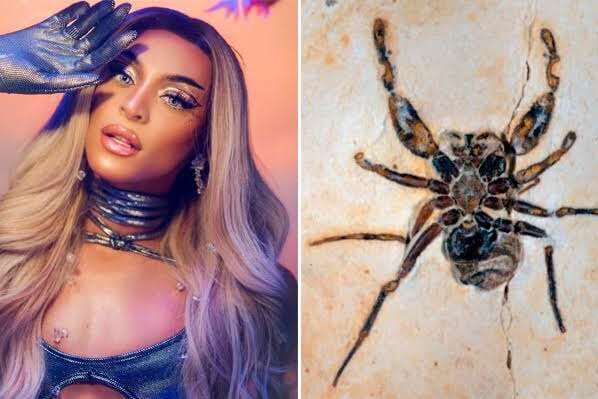 Aranha fóssil batizada em homenagem à Pabllo Vittar é devolvida ao Brasil pelos EUA