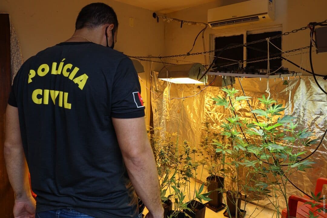 Polícia Civil prende homem e desmonta estufa com 150 pés de maconha cultivados em apartamento de João Pessoa