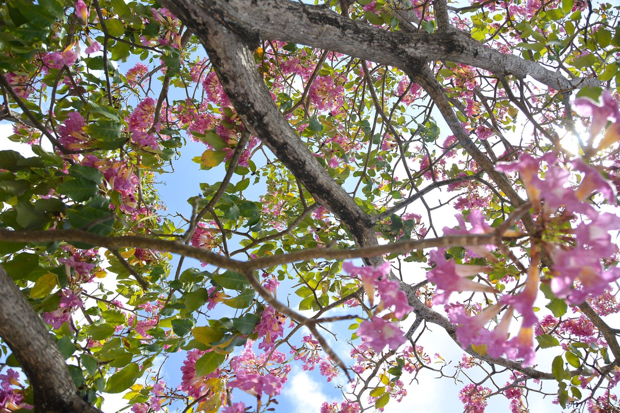 Floração dos ipês em espaços públicos de João Pessoa encanta moradores e visitantes