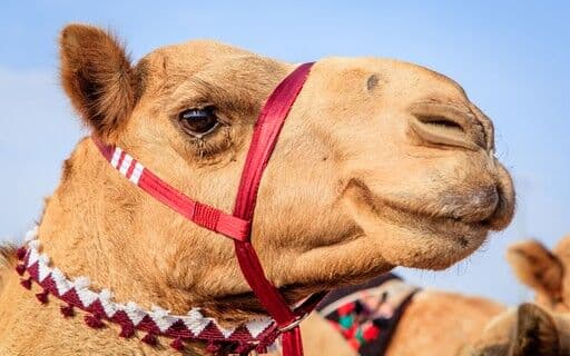 Camelos com botox nos lábios são desclassificados de concurso de beleza