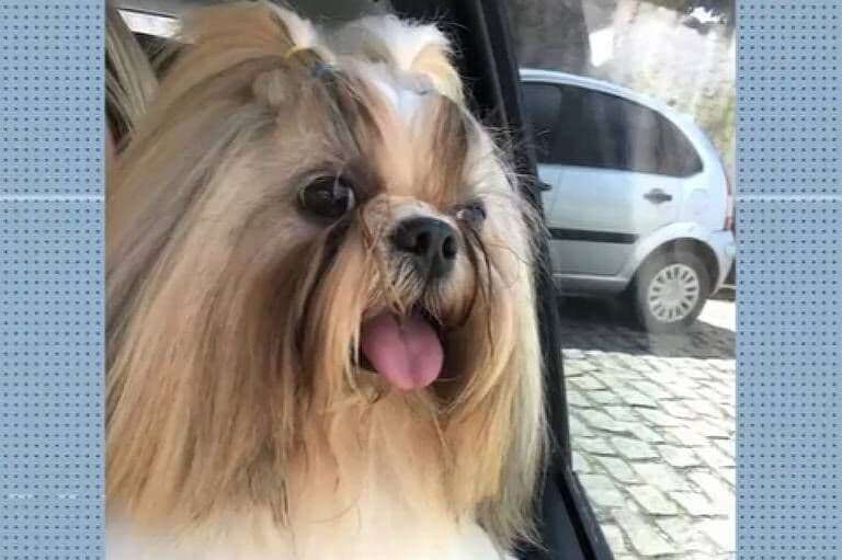 Funcionário de pet shop é preso após morte de cachorro deixado para tosa