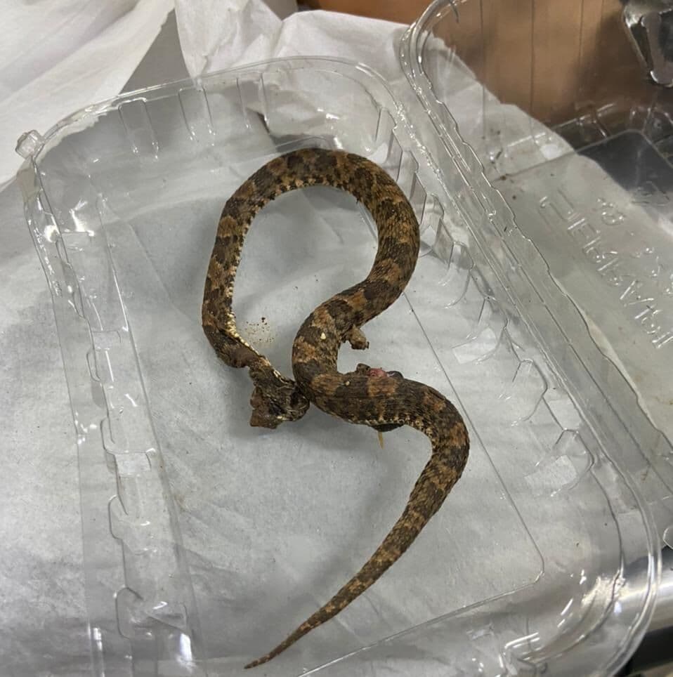 Criança é internada no Hospital de Trauma após ser picada por cobra jararaca em Monteiro