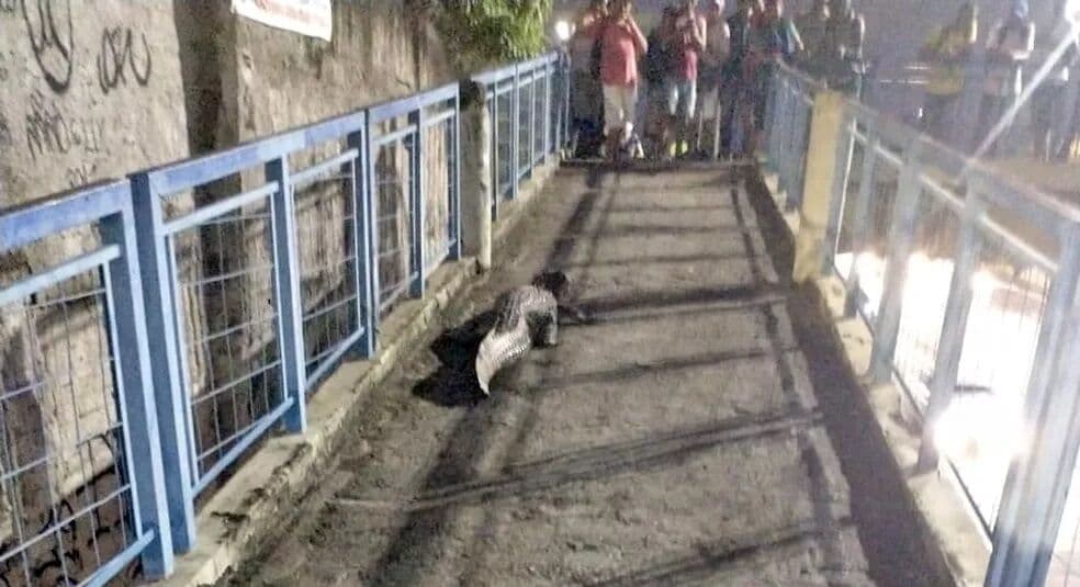 Veja vídeo: jacaré vai parar em passarela do Terminal Alvorada, na Barra da Tijuca