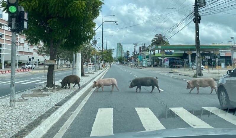 Grupo de porcos atravessa rua de Campina Grande na faixa de pedestres e imagem viraliza nas redes: "Beatles estão com inveja"