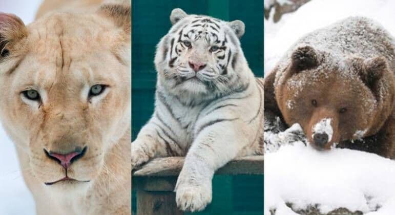 Zoológico de Kharkiv deve sacrificar leões, tigres, ursos e outros animais por causa da guerra