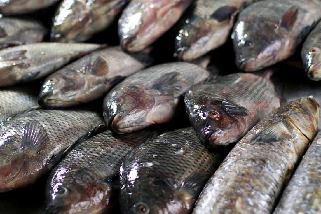 Secretaria de Saúde de João Pessoa orienta população e dá dicas de higiene para a compra de pescados