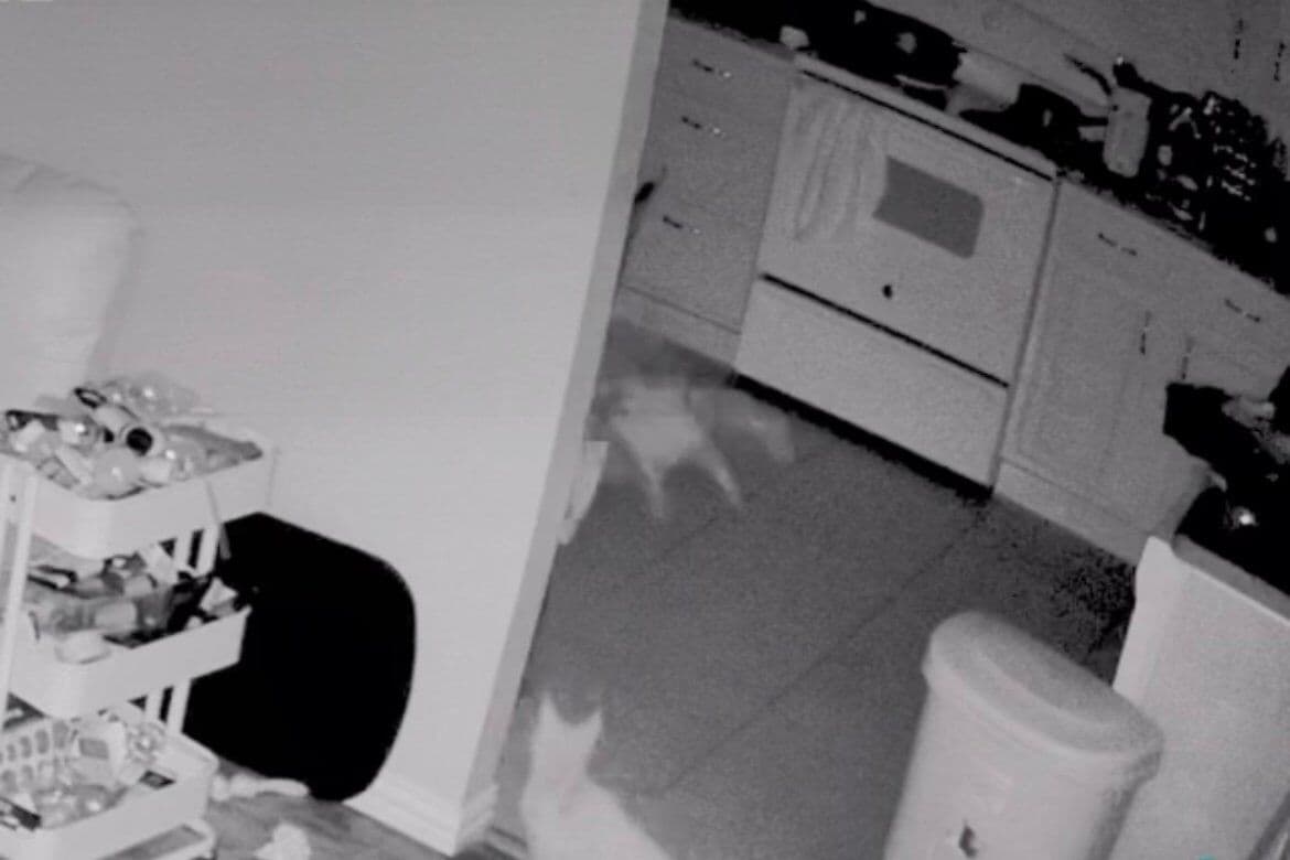 Vídeo misterioso: câmera de segurança registra ‘fantasma’ atacando um gato
