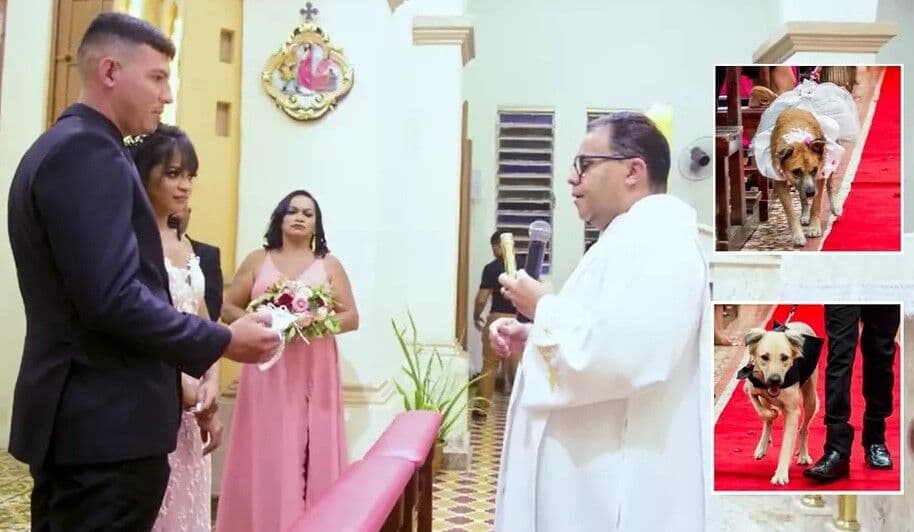 Padre critica noivos por levarem cães como pajem e encerra cerimônia sem bênção final