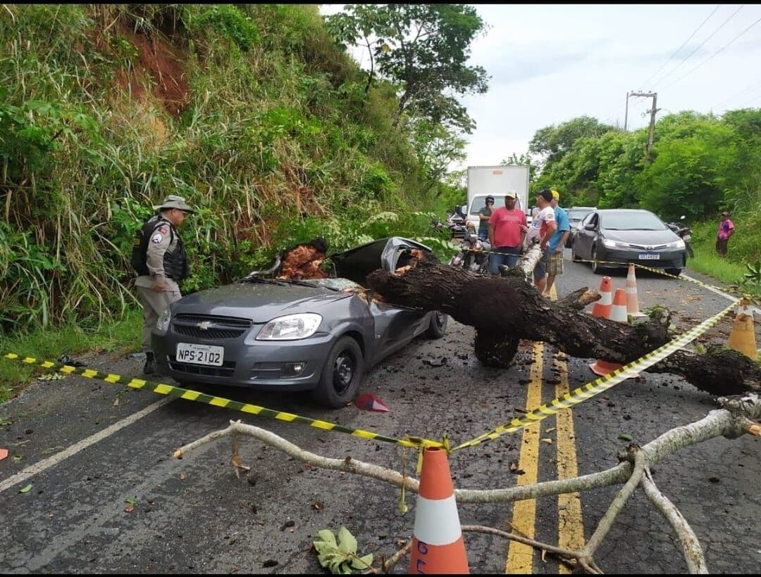 Árvore cai em cima de carro nas proximidades de Borborema e mata motorista